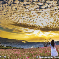 鷲ヶ峰コスモスパーク