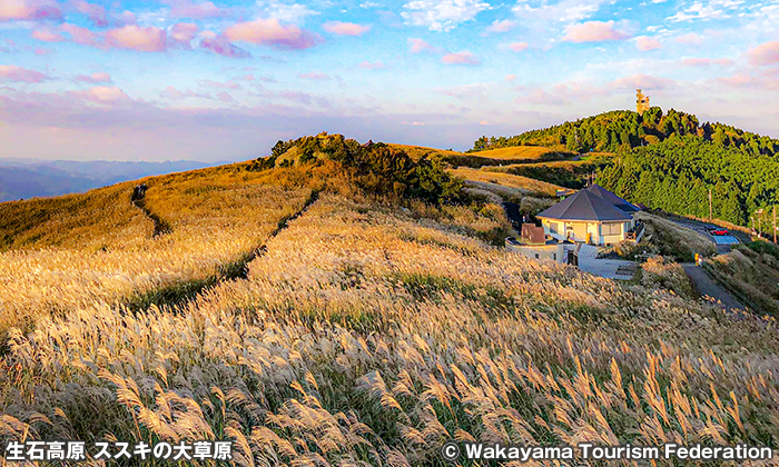 生石高原 ススキ野原