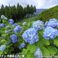 花園あじさい園