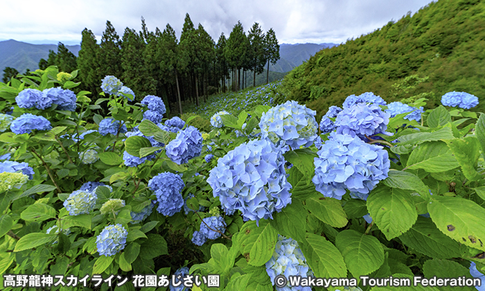 花園あじさい園