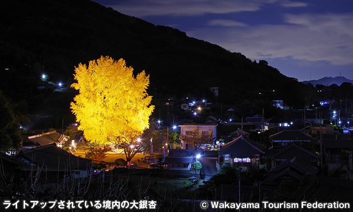 丹生酒殿神社の大銀杏