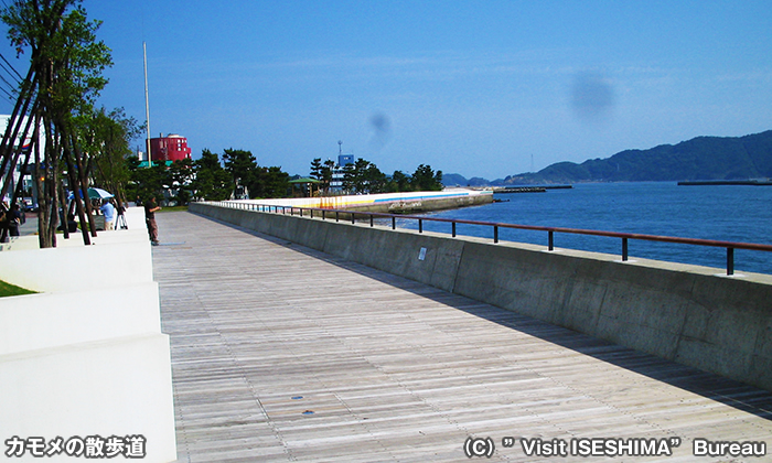 カモメの散歩道