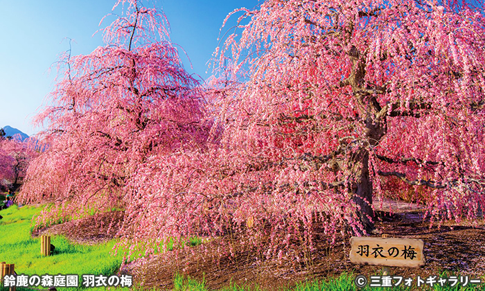 鈴鹿の森庭園