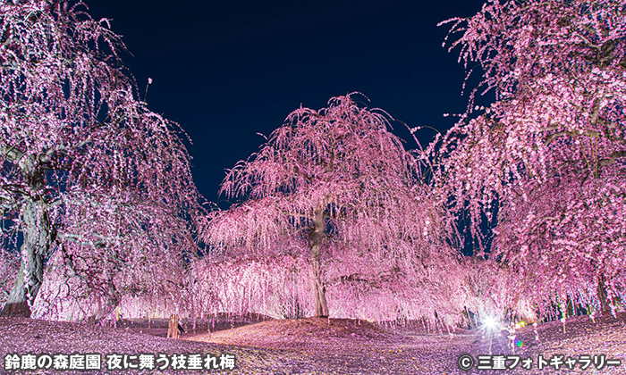 鈴鹿の森庭園