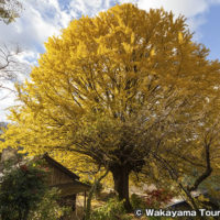 宝泉寺　田辺市の天然記念物 大銀杏