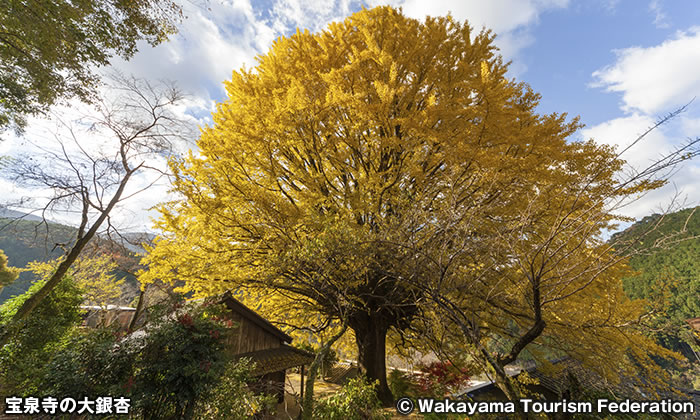 宝泉寺　田辺市の天然記念物 大銀杏