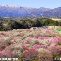 いなべ市梅林公園