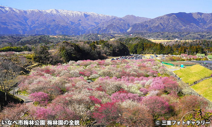 いなべ市梅林公園