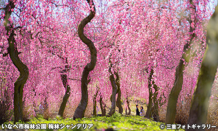 いなべ市梅林公園