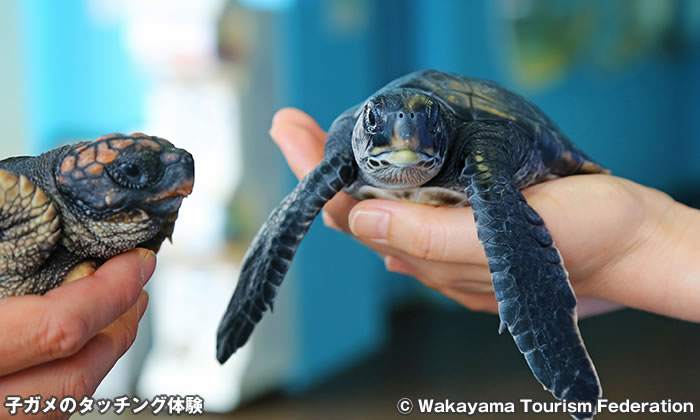 子ガメのタッチング体験