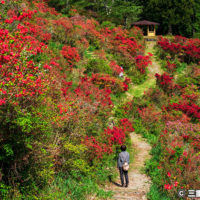 大平つつじ山