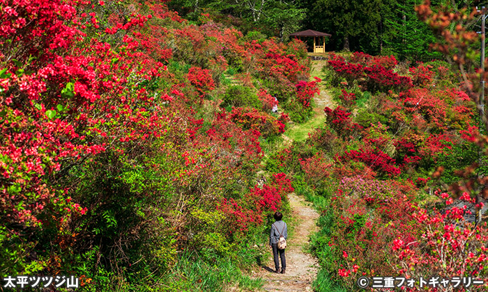 大平つつじ山