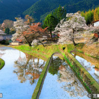 三多気の桜