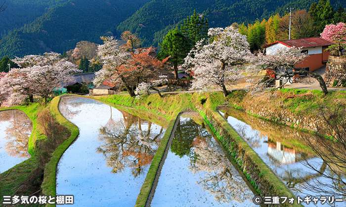 三多気の桜