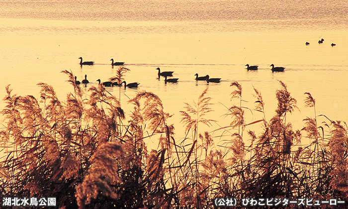 湖北水鳥公園