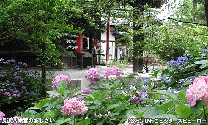 長浜八幡宮