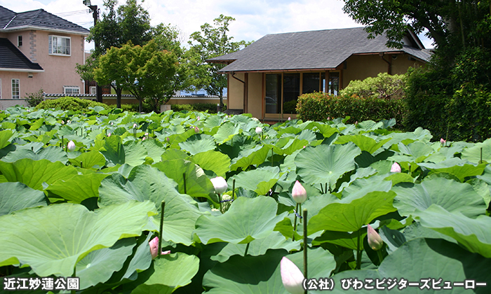 近江妙蓮公園