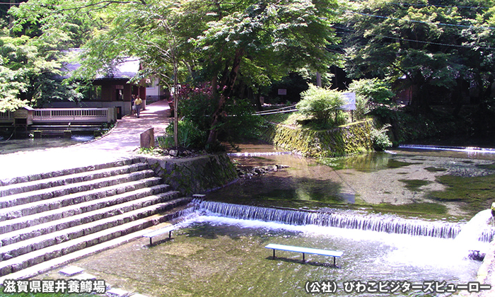 滋賀県醒井養鱒場