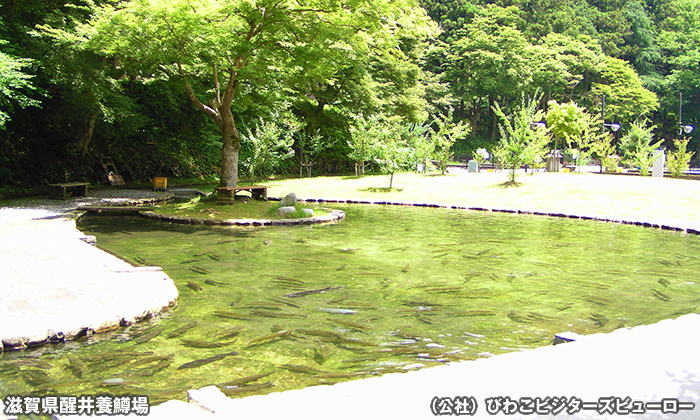 滋賀県醒井養鱒場