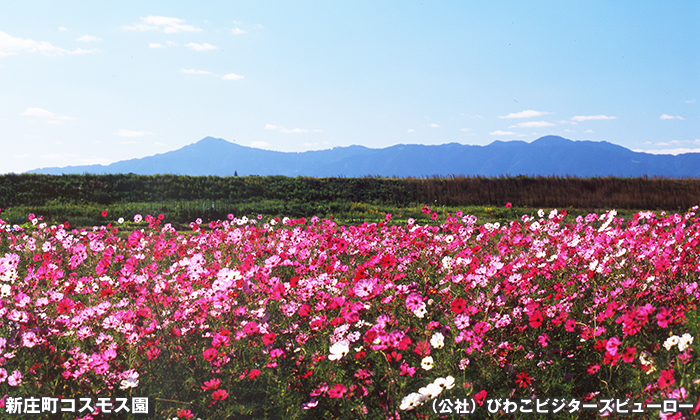 新庄町コスモス園