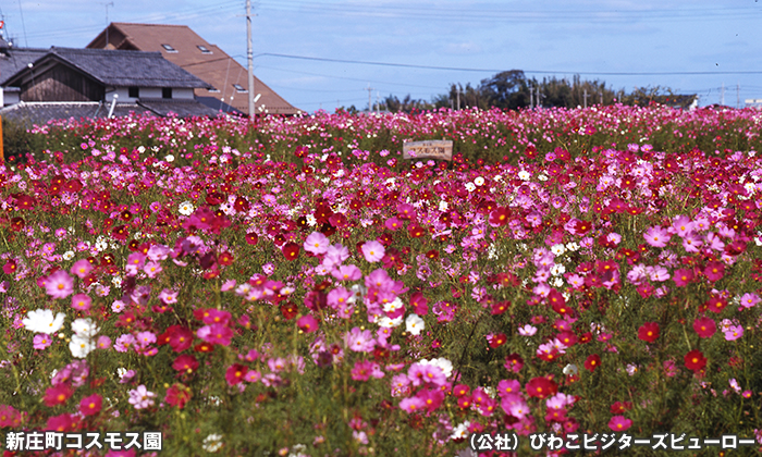 新庄町コスモス園