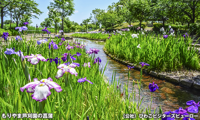 もりやま芦刈園