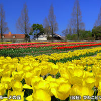 滋賀農業公園 ブルーメの丘