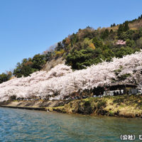 海津大崎の桜