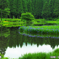 カキツバタ群生地