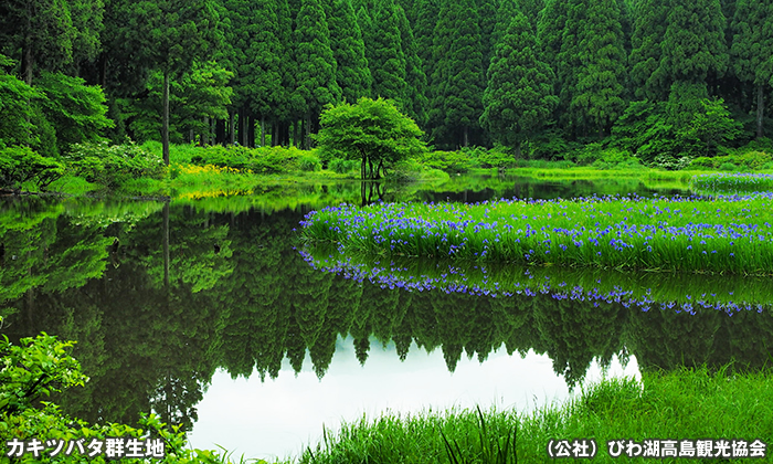 カキツバタ群生地