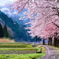 朽木の桜