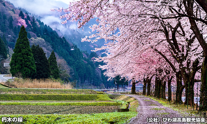 朽木の桜