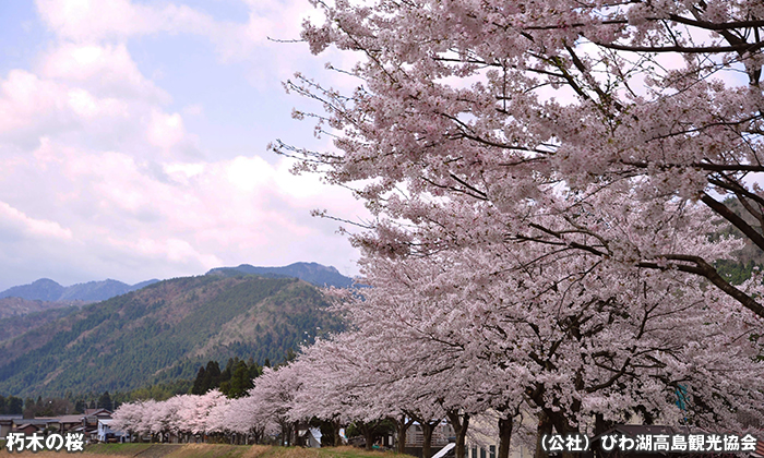 朽木の桜