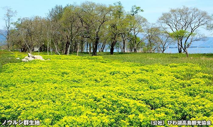 ノウルシ群生地