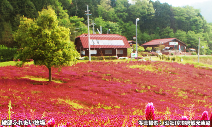 綾部ふれあい牧場