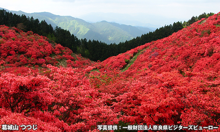 大和葛城山