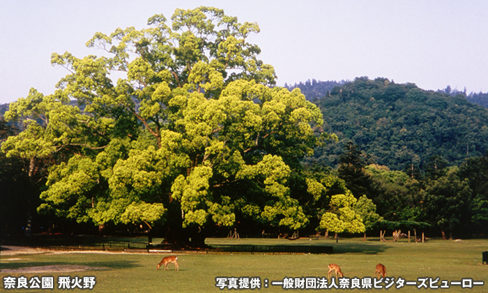 奈良公園