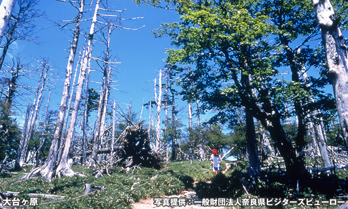 大台ヶ原