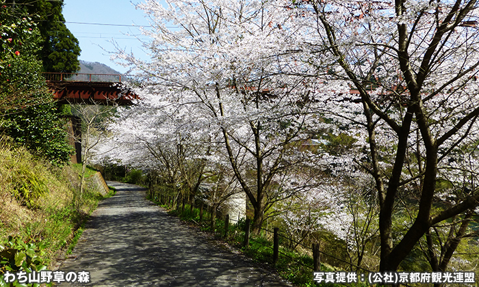 わち山野草の森