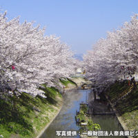 柳田川の桜並木