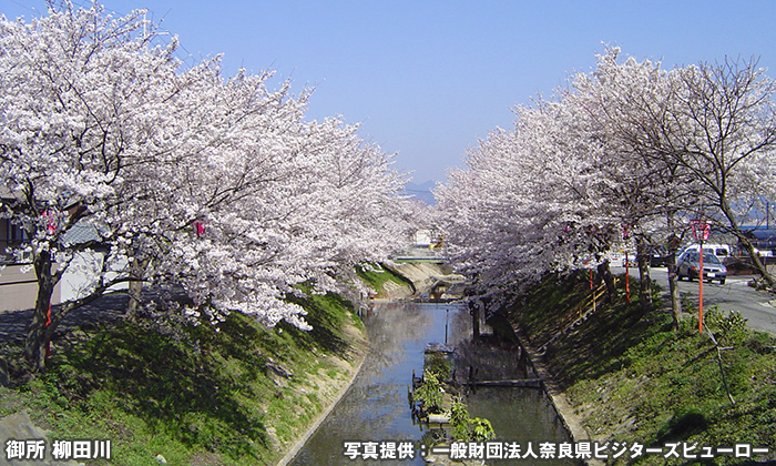 柳田川の桜並木