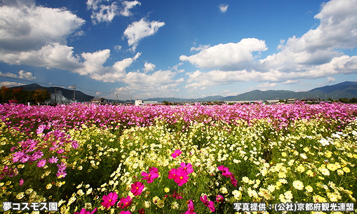 夢コスモス園