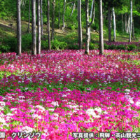 花の森 山野草花園