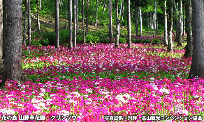 花の森 山野草花園