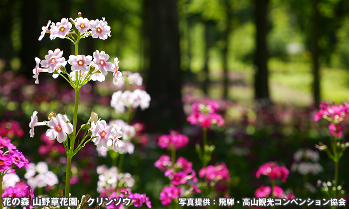 花の森 山野草花園