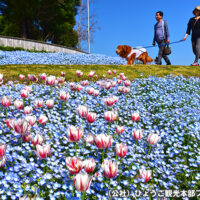 明石海峡公園