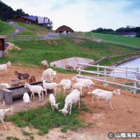 碇高原牧場