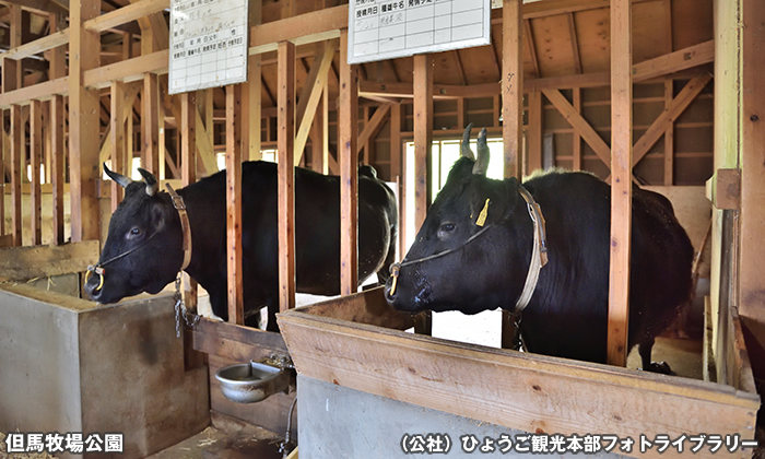 但馬牧場公園