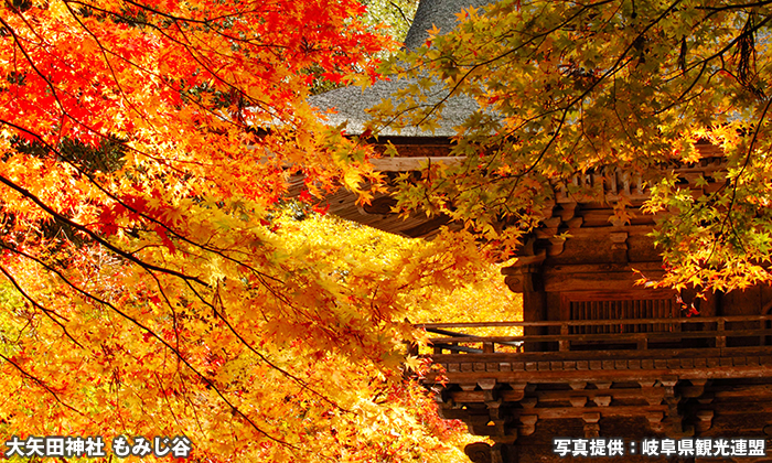 大矢田神社のヤマモミジ