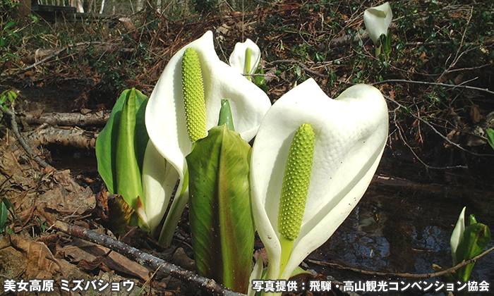 美女高原公園